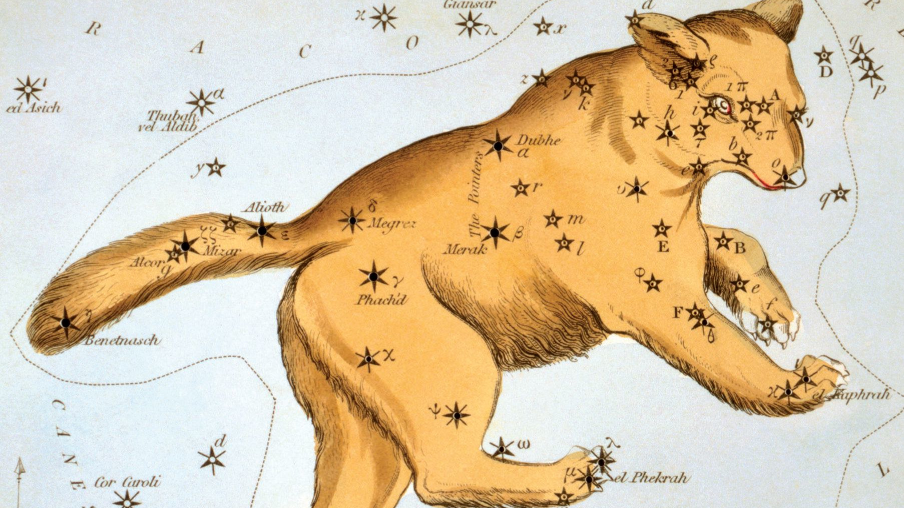 W tylnej części Wielkiej Niedźwiedzicy znajduje się najbardziej znany układ gwiazd (asteryzm): Wielki Wóz