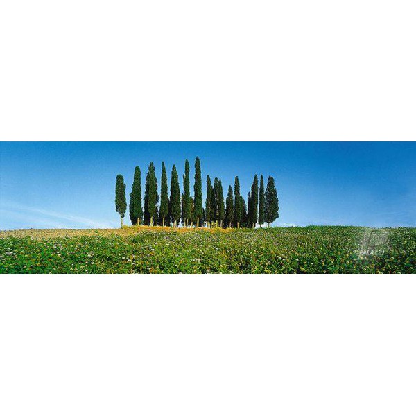 Palazzi Verlag Plakaty Cypress Tress Tuscany