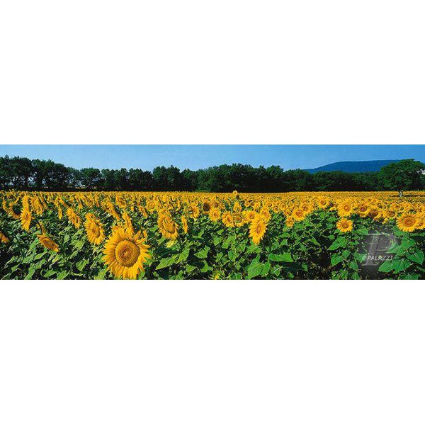 Palazzi Verlag Plakaty Sunflower Fields Tuscany