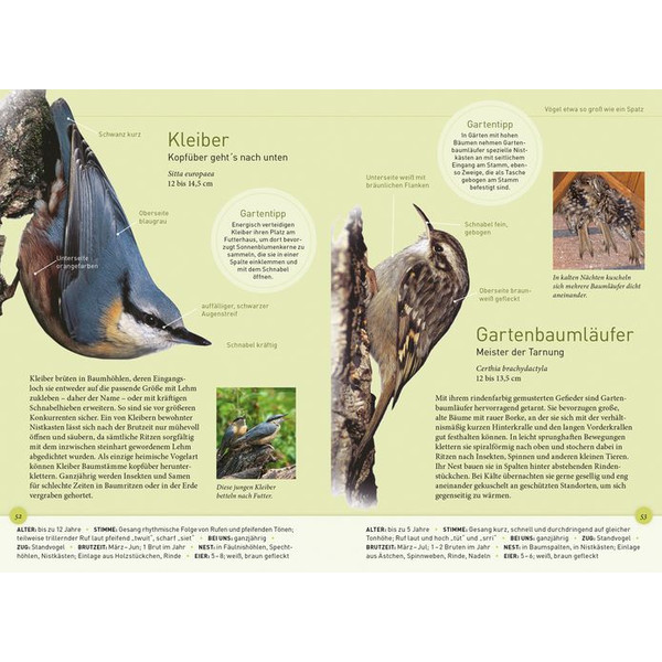 Kosmos Verlag Gartenvögel lebensgroß (Ptaki ogrodowe w skali 1:1)
