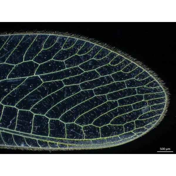 ZEISS Mikroskop stereoskopowy zoom Stemi 305; LAB, trino, Greenough, w.d. 110 mm, 10x/23, 0.8x-4.0x