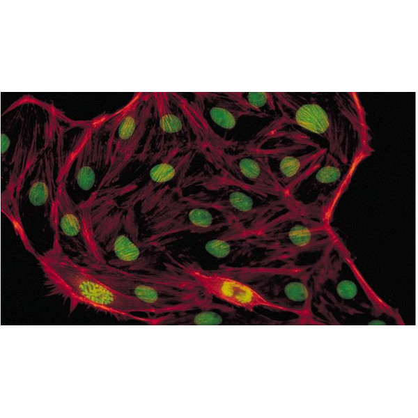 Evident Olympus Mikroskop CX41 fluorescencyjny, trino, Hal, 40x, 100x, 400x