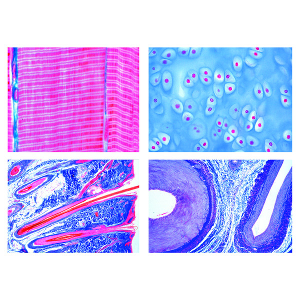 LIEDER Histologia ssaków (Mammalia), zestaw podstawowy (25 preparatów)