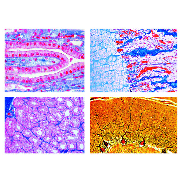 LIEDER Histologia ssaków (Mammalia), zestaw uzupełniający (50 preparatów)