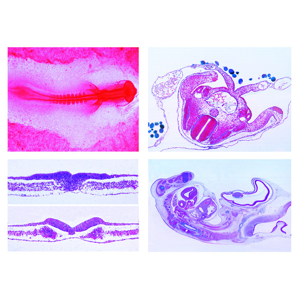 LIEDER Rozwój zarodka kurczaka (Gallus domesticus), 10 preparatów