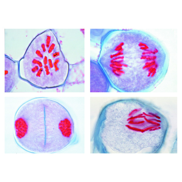 LIEDER Podział redukcyjny w komórkach macierzystych pyłku lilii (Lilium candidum), 12 preparatów