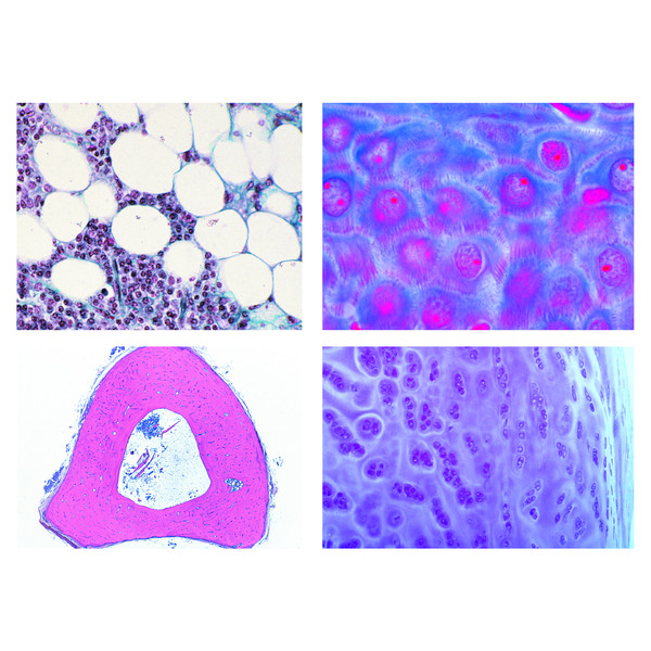 LIEDER Histologia zwierząt domowych i hodowlanych dla medycyny weterynaryjnej, część I (24 preparaty)