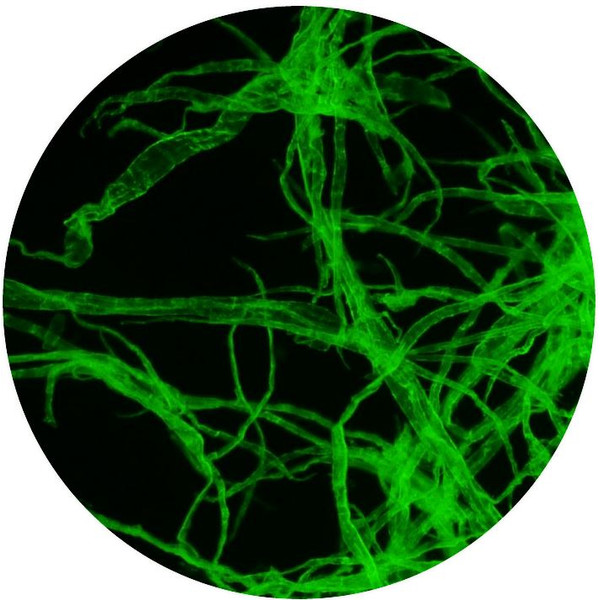 Optika Mikroskop B-510LD2, fluorescencja, trino, 1000x, IOS, niebieski, zielony