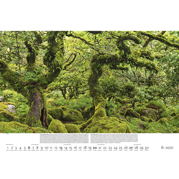 Palazzi Verlag Kalendarze Wälder der Erde 2021