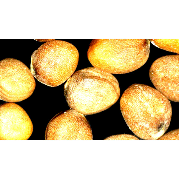 ZEISS Mikroskop stereoskopowy zoom Stemi 355, C Lab, trino, BF, DF, w.d. 110 mm, 10x/23, 5,5:1 , 7,2x-40x, AL/DL, Spot C LED