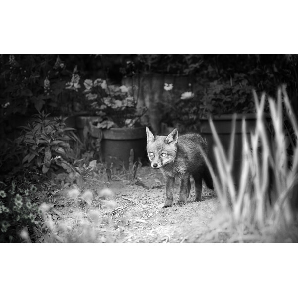 ZEISS Kamera do obserwacji dzikich zwierząt Secacam 1