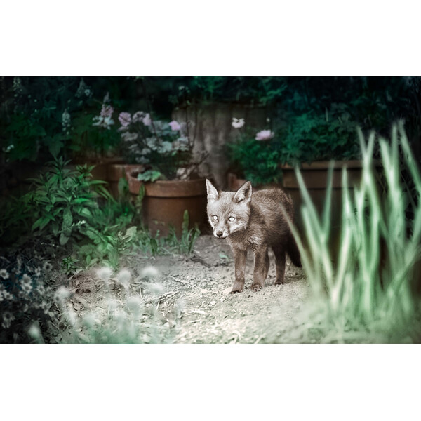 ZEISS Kamera do obserwacji dzikich zwierząt Secacam 1