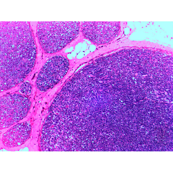 Levenhuk Stałe preparaty N20 NG