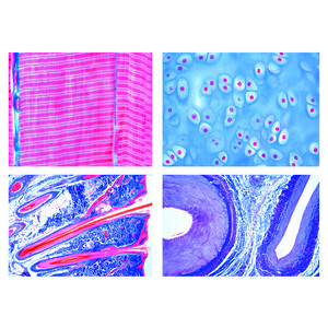 LIEDER Histologia ssaków (Mammalia), zestaw podstawowy (25 preparatów)