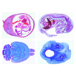 LIEDER Histologia zwierząt domowych i hodowlanych dla medycyny weterynaryjnej, część II (24 preparaty)