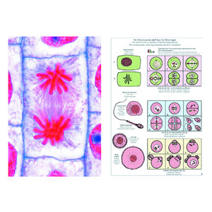 LIEDER Mitoza i mejoza (podział komórek), zestaw studencki podstawowy (6 preparatów)
