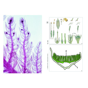 LIEDER Rośliny zarodnikowe (Cryptogamae), zestaw studencki uzupełniający (12 preparatów)