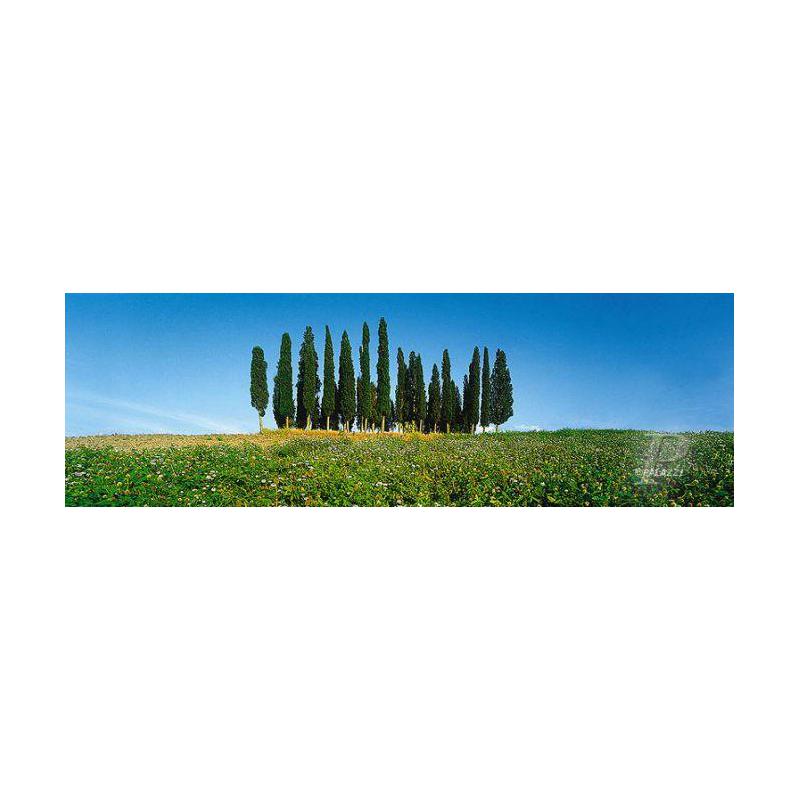 Palazzi Verlag Plakaty Cypress Tress Tuscany