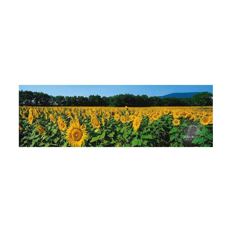 Palazzi Verlag Plakaty Sunflower Fields Tuscany