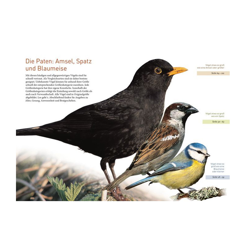 Kosmos Verlag Gartenvögel lebensgroß (Ptaki ogrodowe w skali 1:1)