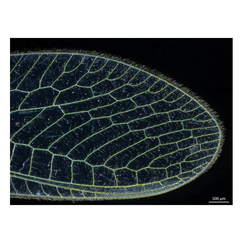 ZEISS Mikroskop stereoskopowy zoom Stemi 305; LAB, trino, Greenough, w.d. 110 mm, 10x/23, 0.8x-4.0x