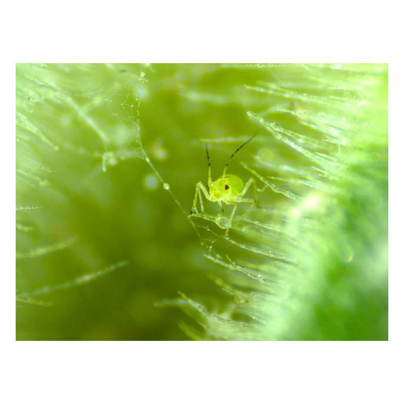 ZEISS Mikroskop stereoskopowy zoom Stemi 305 cam W, K EDU, bino, Greenough, w.d. 110 mm, 10x/23, 8-40x, reflektor punktowy K LED, 4 MP, Wi-Fi