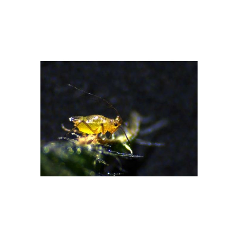 ZEISS Mikroskop stereoskopowy Stemi 305 cam W z zoomem, K EDU, binokularowy, Greenough, odległość między okularami 110 mm, 10x/23, 8–40x, reflektor punktowy K LED, 4 MP, Wi-Fi