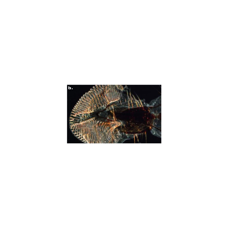 ZEISS Mikroskop stereoskopowy zoom SteREO Discovery.V8 ze światłem padającym i przechodzącym VisiLED, 10x - 80x