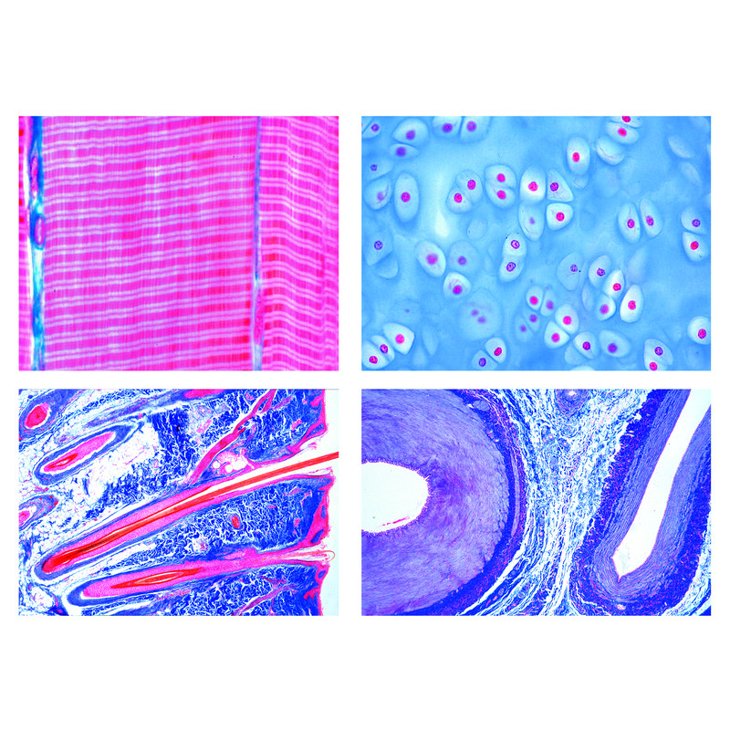 LIEDER Histologia ssaków (Mammalia), seria podstawowa. 25 preparatów