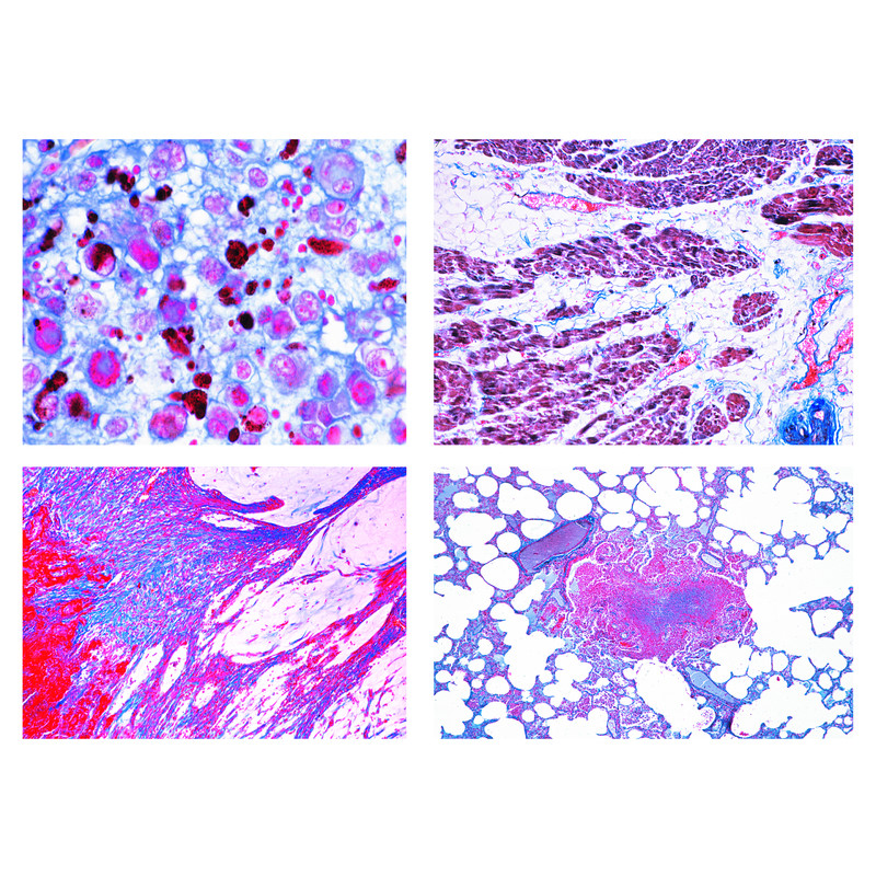 LIEDER Histologia patologiczna dla medycyny weterynaryjnej, 22 preparaty