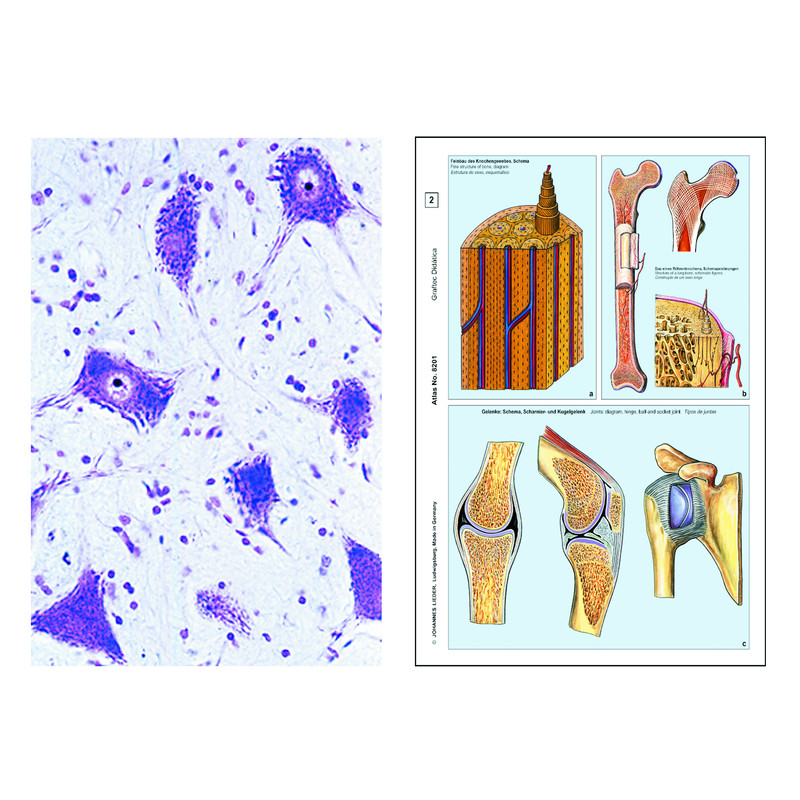 LIEDER Komórki zwierzęce (cytologia), zestaw studencki podstawowy (6 preparatów)