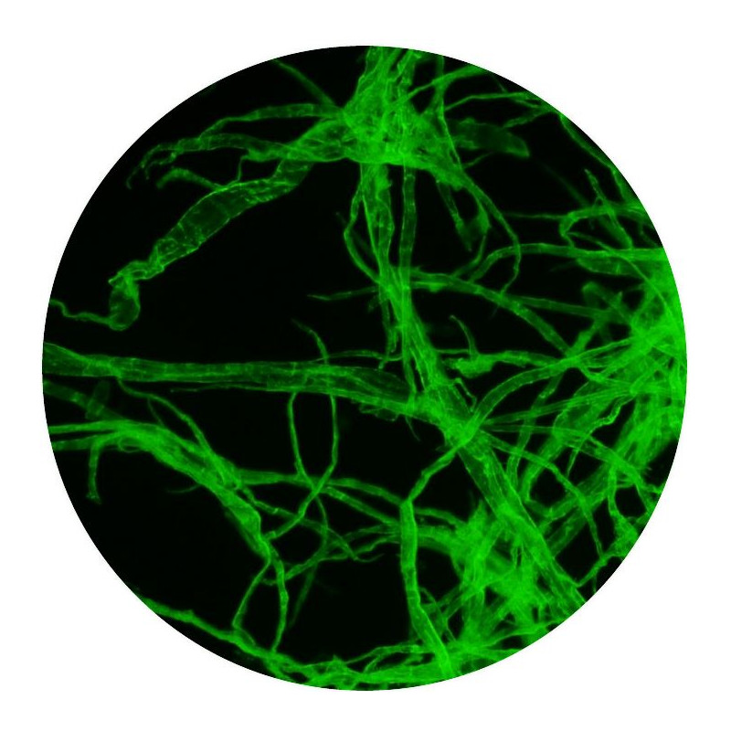 Optika Mikroskop B-510LD1, fluorescencja, trino, 1000x, IOS, niebieski