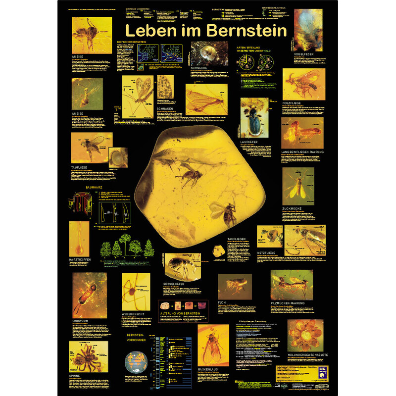 Planet Poster Editions Plakaty Leben im Bernstein