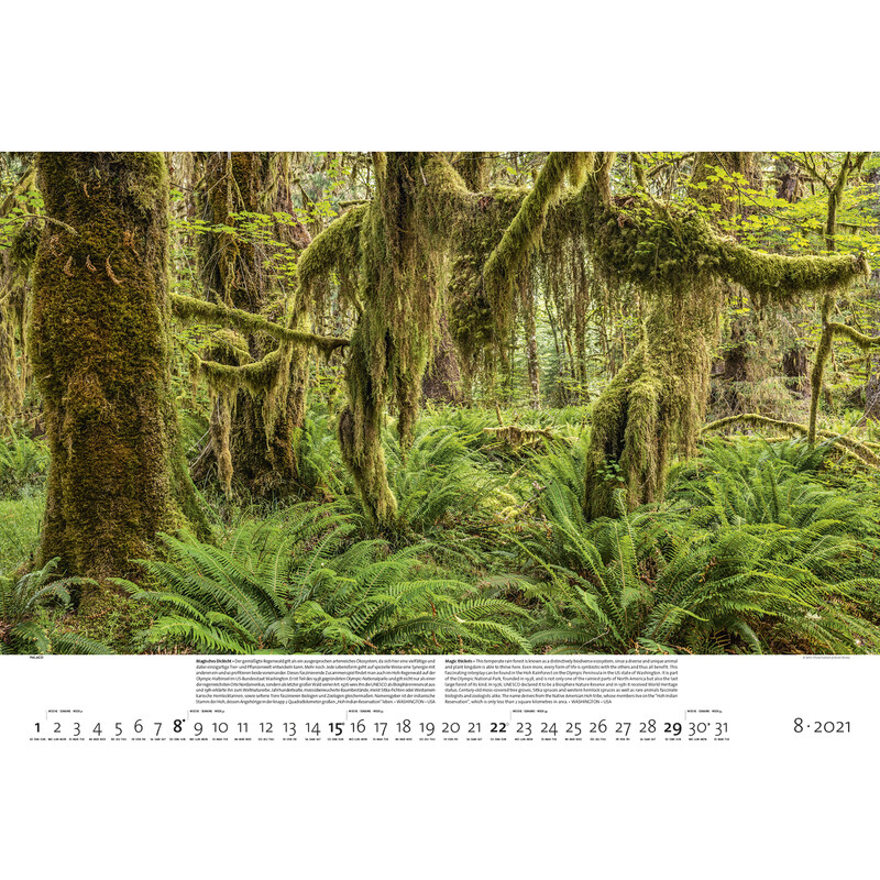 Palazzi Verlag Kalendarze Wälder der Erde 2021