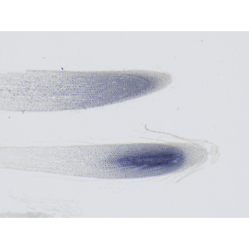 ZEISS Mikroskop stereoskopowy zoom Stemi 355, C Edu, trino, w.d. 110 mm, 10x/23, 5,5:1 , 7,2x-40x, AL/DL, Spot C LED