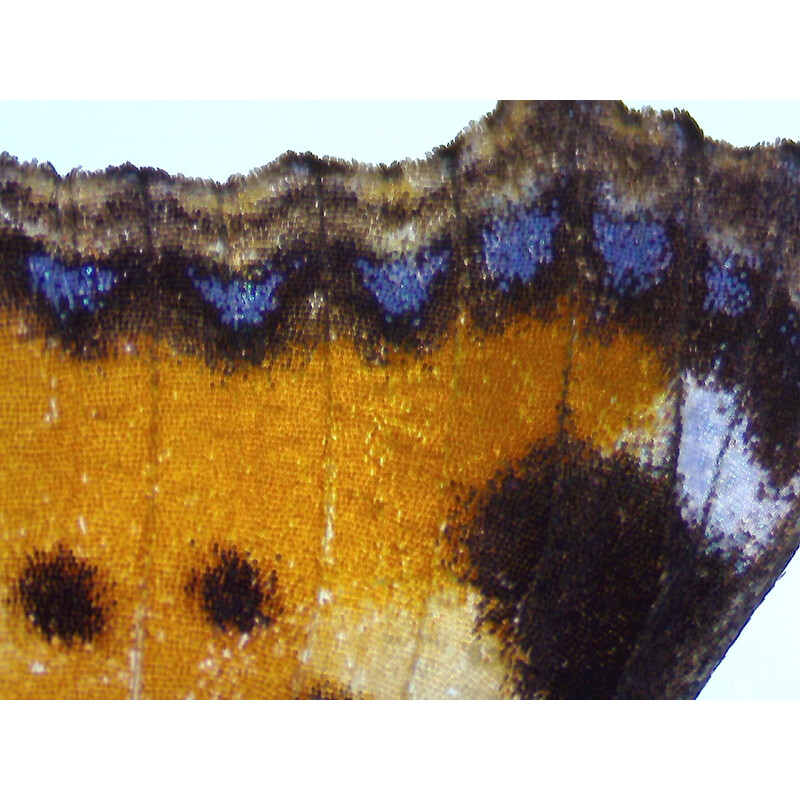 ZEISS Mikroskop stereoskopowy Stemi 355 z zoomem, C Lab, trino, BF, DF, w.d. 110 mm, 10x/23, 5,5:1, 7,2x–40x, AL/DL, Spot C LED