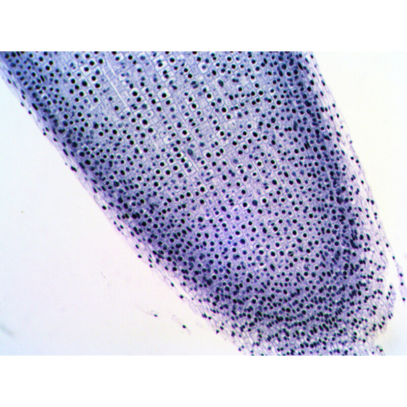 Levenhuk Stałe preparaty N20 NG