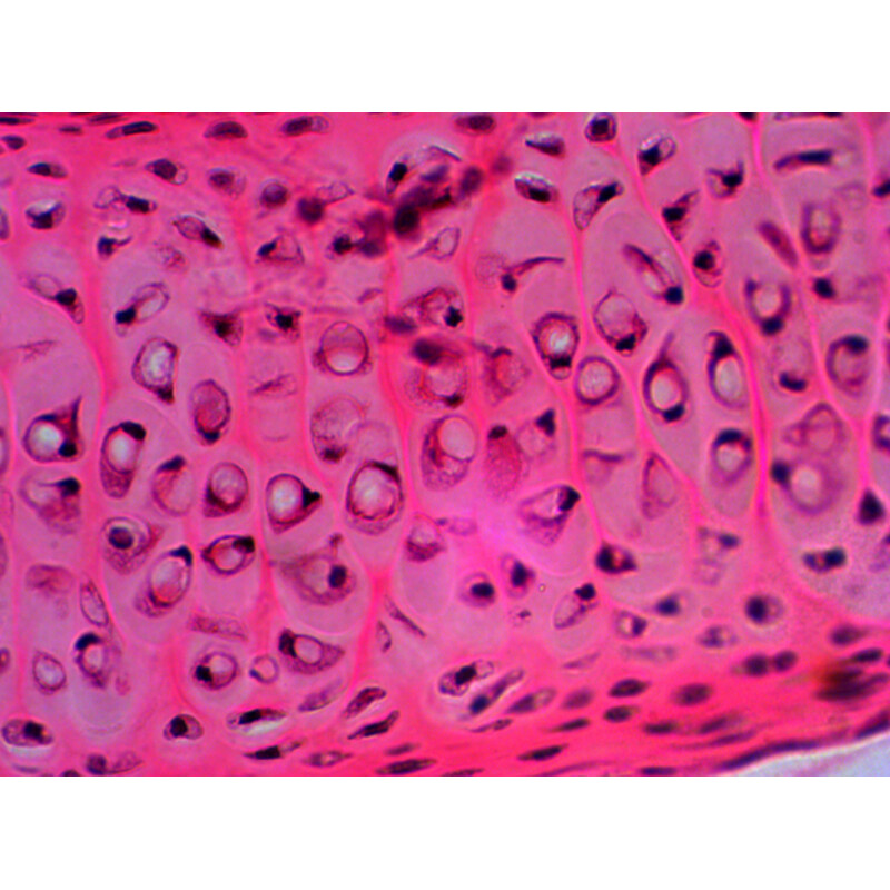 Levenhuk Stałe preparaty N20 NG